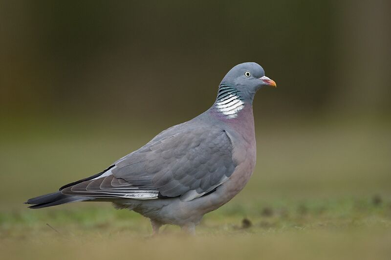 File:Wood Pigeon.jpg